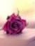 New Flower