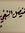 فيصل الشحي