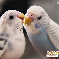 مها أبوالنجا