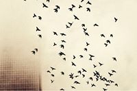 Ahmed Hamed