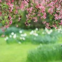 سوى لا أريد