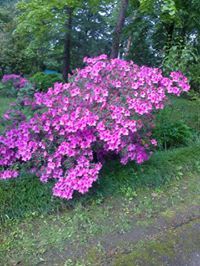 ლია ბიბილეიშვილი