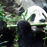 دبدوب جابوني