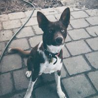Hayden McQueenie
