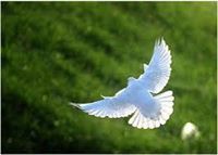 أحمد العربي