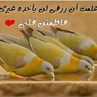 محمد أبو جلاله