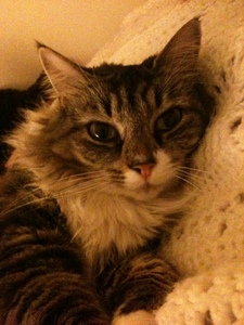 Izzy