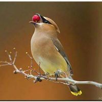 علاءالدين السلجوقي