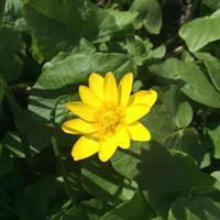 Татьяна Макаренко