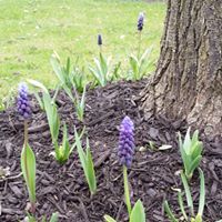 Melinda Ensor Blakely