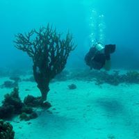 Стефан Вачев