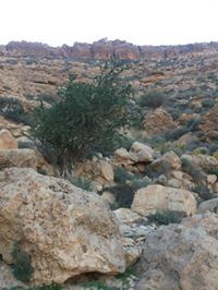 الاستاذعلى خليفه