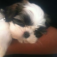 Wanda Lester-Anthony