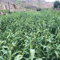 ابوماجد محمد