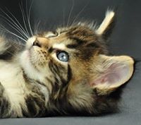 Cat Parradee