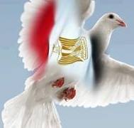 محمود عفيفى