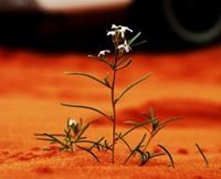 أبونوره ال طالب