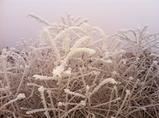 C2spottedelkyahoo.com