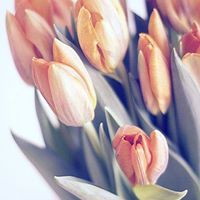 أسمى الأماني