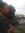 Ilham D...