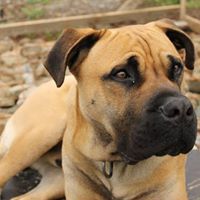 Елена Зангова