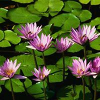 الحمام الزاجل