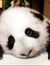 Chiew S...