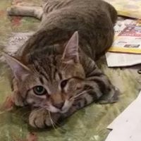 Гергана Камиларова