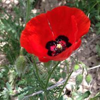 Жанна Налаева