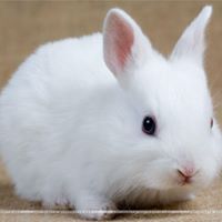 ផ្កា រីករាយ