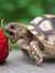 T Tortoise