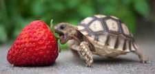 T Tortoise