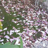 Nilofer Din