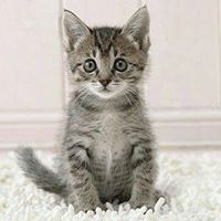 عبدالغني محمد