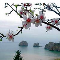 دانية العودات