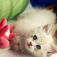 رفيف الحربي