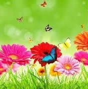 Vijay Thipparapu