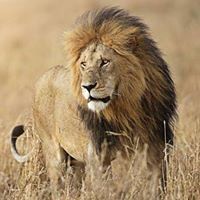 আলো পথযাত্রী