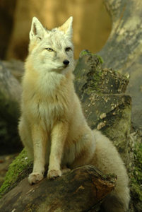 Tara