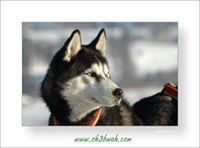 محمد الخالدي