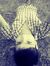 Shivam ...