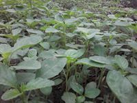 கிருஷ்ணன் கிருஷ்ணன்