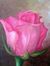 Aml Khamis