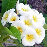 شروق الخياط