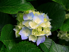 Greewa