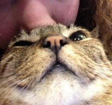 Nugget Monster