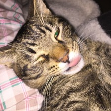 Samantha Chamberlain