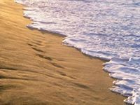 نبيلة الشريف