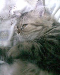 Theeranuch Thamayothin