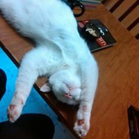 Kellysnotcute Likeakitteh